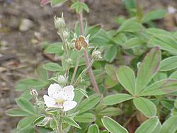 Potentilla alchemilloides2.jpg