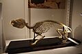 Procavia capensis skeleton at the Beaty Biodiversity Museum