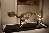 Archivo:Procavia capensis skeleton at the Beaty Biodiversity Museum