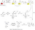 Prodigiosin Ring B