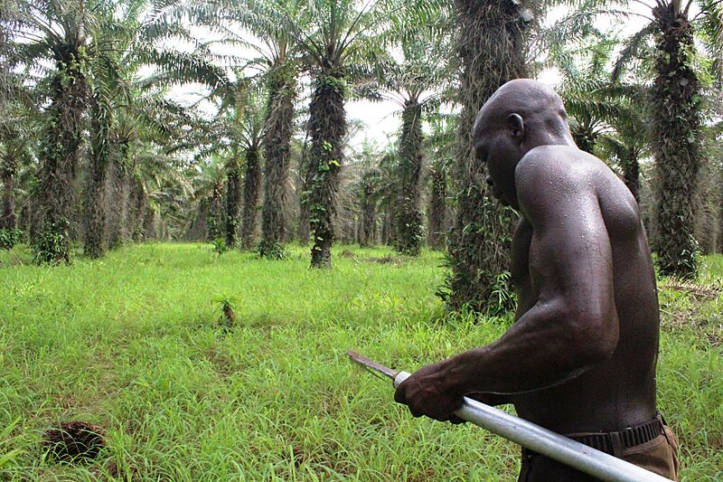 Récolteur de régimes de palme 1