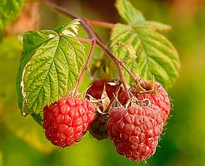 Archivo:Raspberries (Rubus Idaeus)