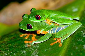 Red-eyed Tree Frog (Agalychnis callidryas) mating pair
