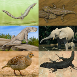 Reptiliomorpha.png