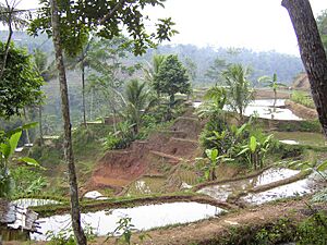 Archivo:Rice-fields-Indonesia-(Java)
