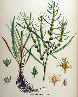 Archivo:Rumex maritimus — Flora Batava — Volume v16