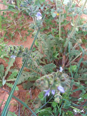 Archivo:Salvia verbenaca Habitus 2009-4-11 DehesaBoyalPuertollano