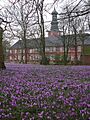 Schloss vor Husum-Krokusbluete