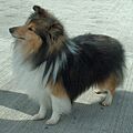 Shetland Sheepdog 600