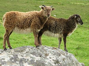 Archivo:Soay lambs on Hirta