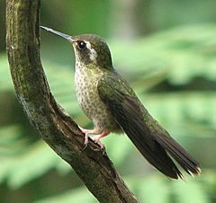 SpeckledHummingbird.jpg