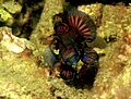 Synchiropus splendidus 4