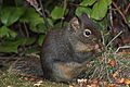 Tamiasciurus douglasii 4435