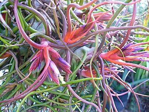 Archivo:Tillandsia bulbosa2216144287