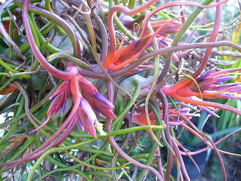 Tillandsia bulbosa2216144287