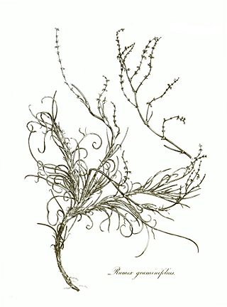 Transactions of the Linnean Society of London, Volume 10 - tab. 10-renewed.jpg