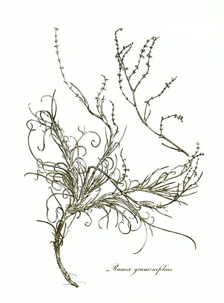 Transactions of the Linnean Society of London, Volume 10 - tab. 10-renewed