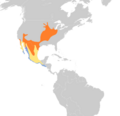 Vireo bellii map