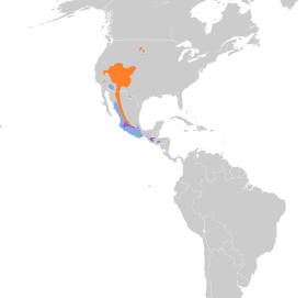 Distribución geográfica del vireo plomizo.