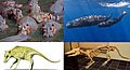 Whippomorpha