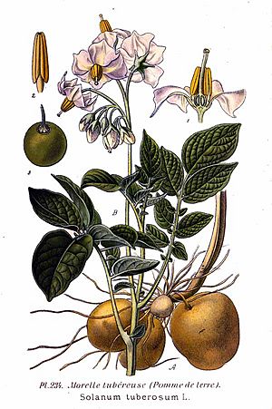 Archivo:234 Solanum tuberosum L