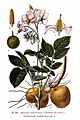 234 Solanum tuberosum L