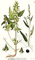 353 Atriplex hastatum. Atriplex patulum