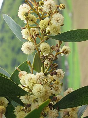 Archivo:Acacia melanoxylon (Flowers)