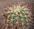 Acanthocalycium ferrarii 02