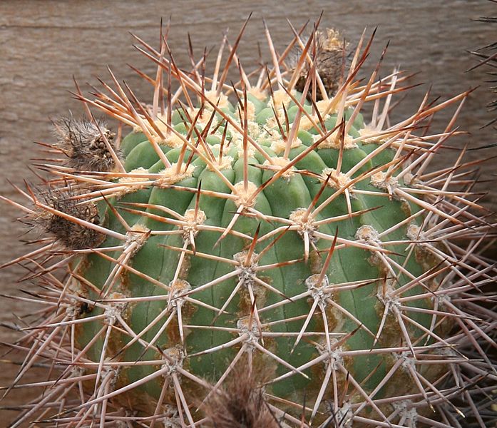 Acanthocalycium ferrarii 02