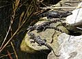Alligator mississippiensis babies