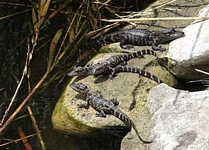 Archivo:Alligator mississippiensis babies