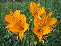 Alstroemeria aurea2