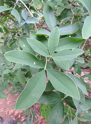 Archivo:Anagyris latifolia kz1