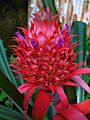 Ananas comosus 002