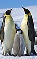 Aptenodytes forsteri -Snow Hill Island, Antarctica -adults and juvenile-8