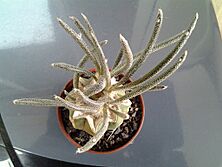 Astrophytum caput-medusae.jpg