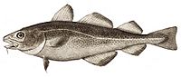 Archivo:Atlantic cod