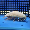 Bathynomus doederleinii
