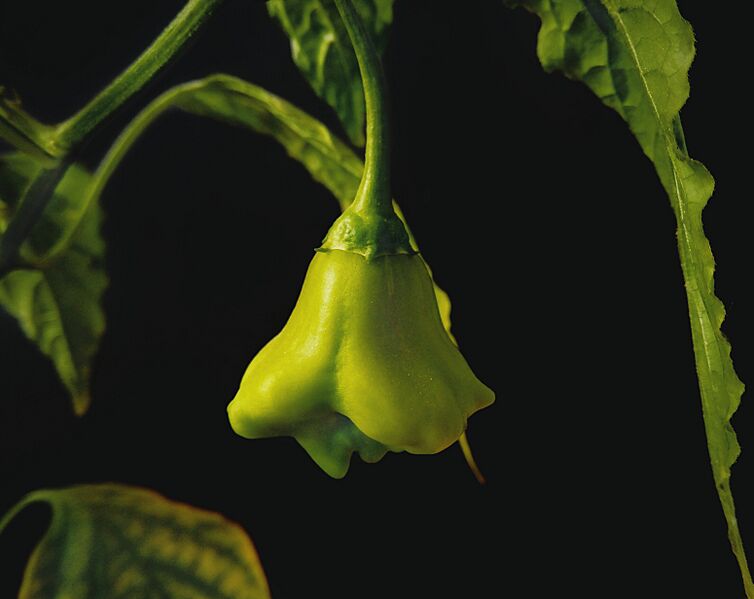 Bishop's crown fruit