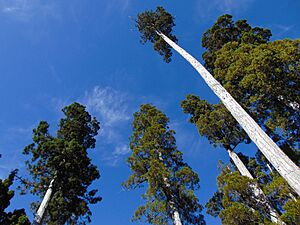 Archivo:Bosques de Alerce en la Cordillera de Río Negro