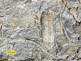 Archivo:CambrianRusophycus
