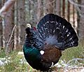 Capercaillie (8751340764)