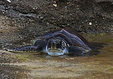 Archivo:Cayman turtle farm baby turtle2