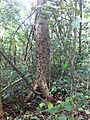 Ceiba aesculifolia