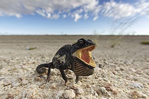 Archivo:Chamaeleo namaquensis (Namib-Naukluft, 2011)