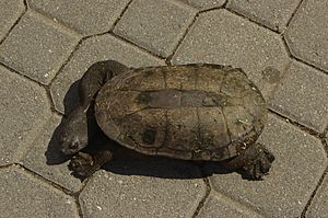 Archivo:Chelodina oblonga gnangarra