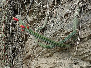 Archivo:Cleistocactus dependens 1