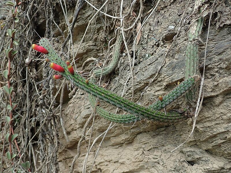 Cleistocactus dependens 1