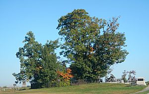 Archivo:Copse of trees Gettysburg 101215